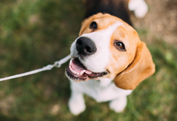 Chien de race Beagle heureux en promenade.