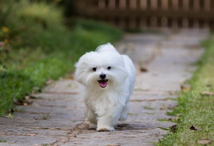 Bichon Maltais heureux