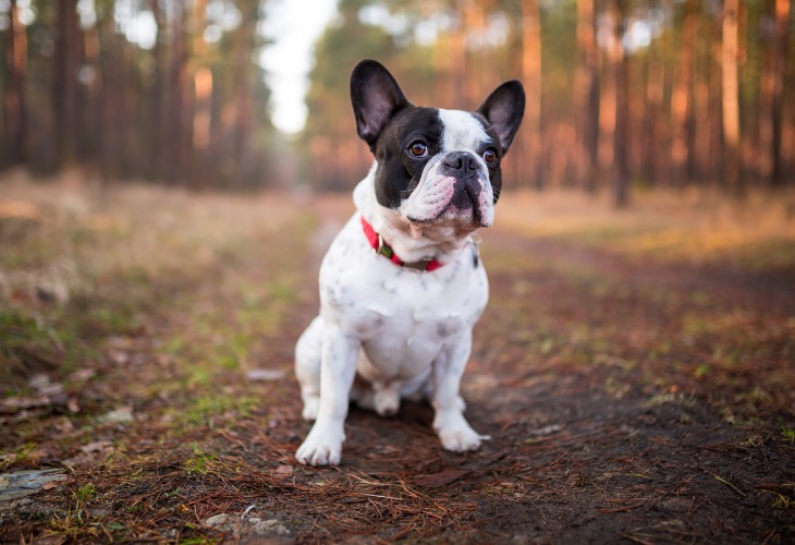 Bouledogue Français assis par terre