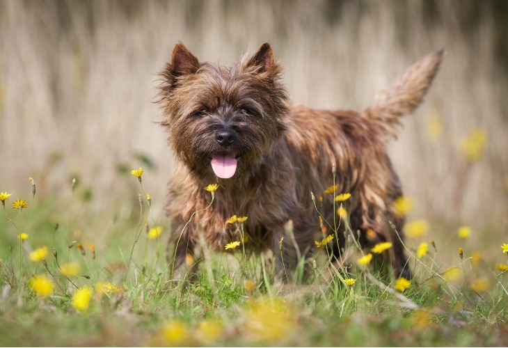 Cairn Terrier dans un champ de fleurs