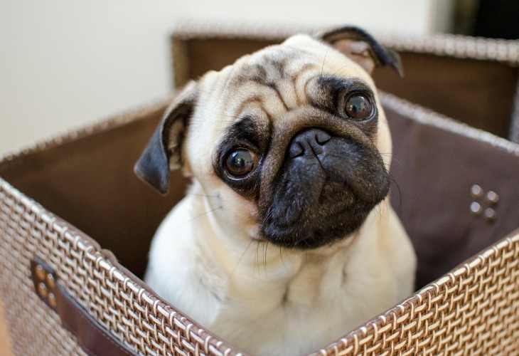 Portrait d'un chien Carlin beige.