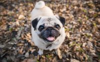 Adorable carlin beige dans les feuilles d'automne.