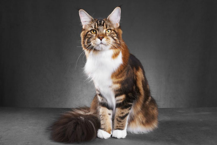 Maine Coon (race de chat) calico