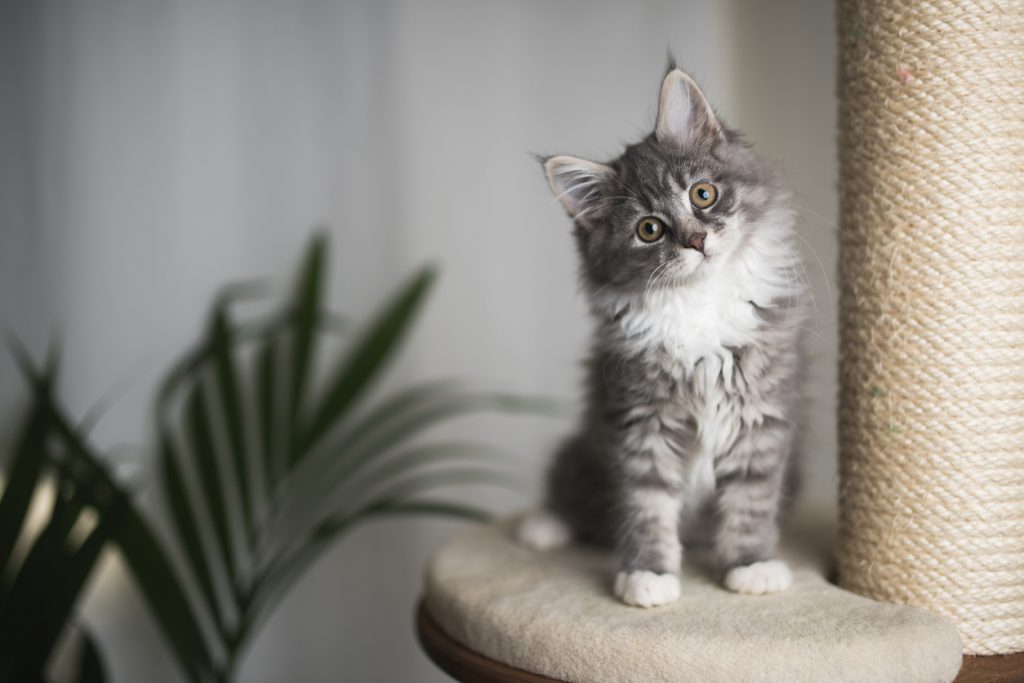 Chaton Maine Coon gris