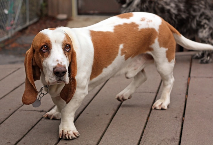 Chien Basset Hound