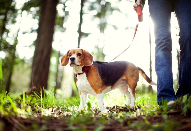 Chien Beagle en promenade