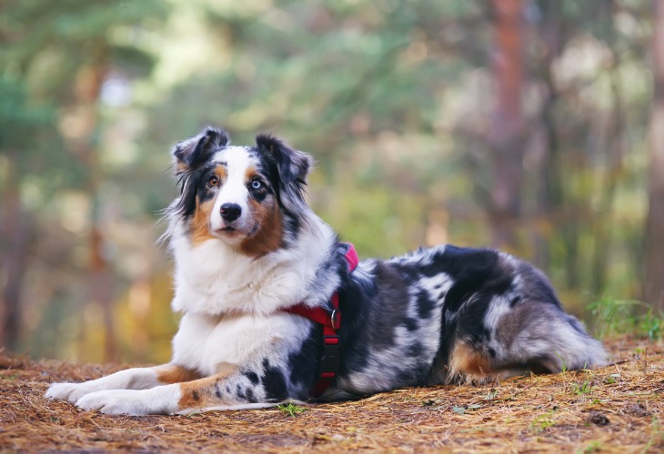 Chien Berger Australien avec une robe Merle bleue