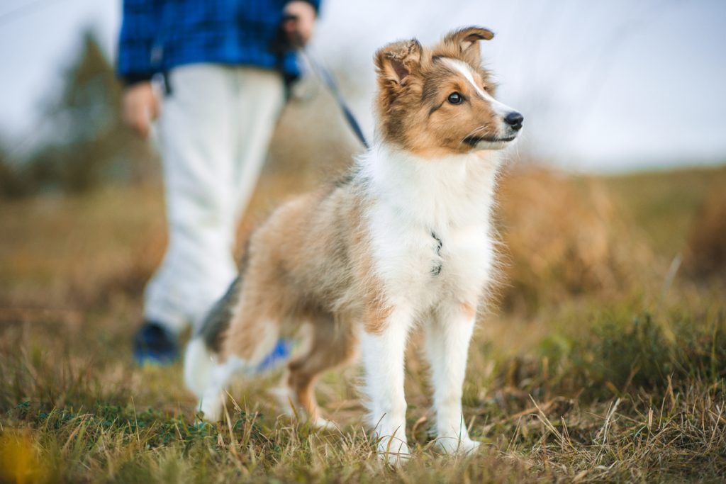 Chien Berger des Shetlands en promenade