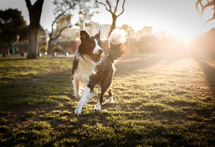 Chien Border Collie qui joue à la balle