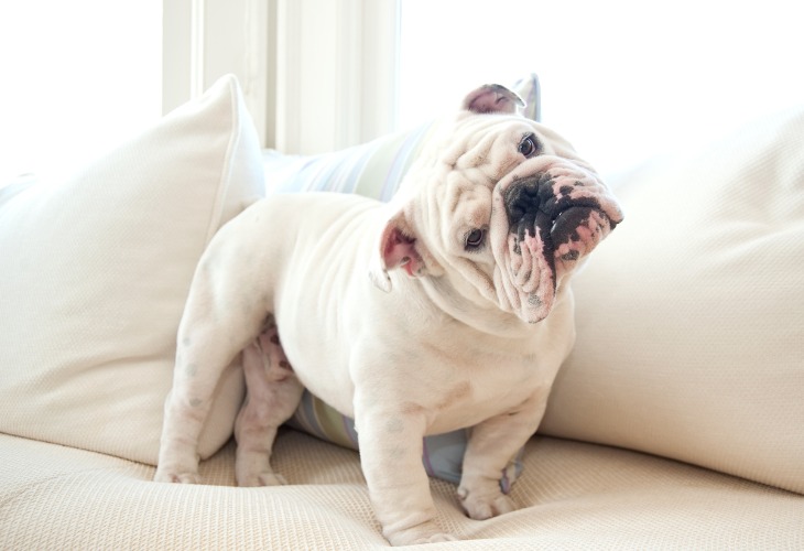 Chien Bouledogue anglais de couleur blanche