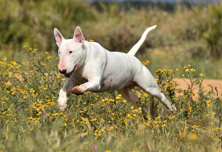 Chien Bull Terrier qui saute