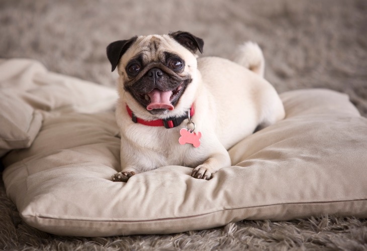 Chien Carlin heureux sur son coussin