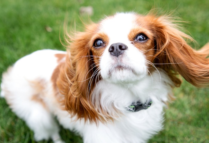 Chien Cavalier King Charles Spaniel