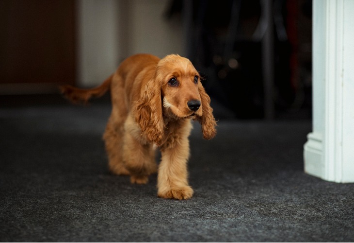 Chien Cocker anglais avec une robe de couleur fauve