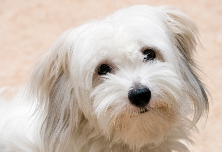 Chien Coton de Tuléar