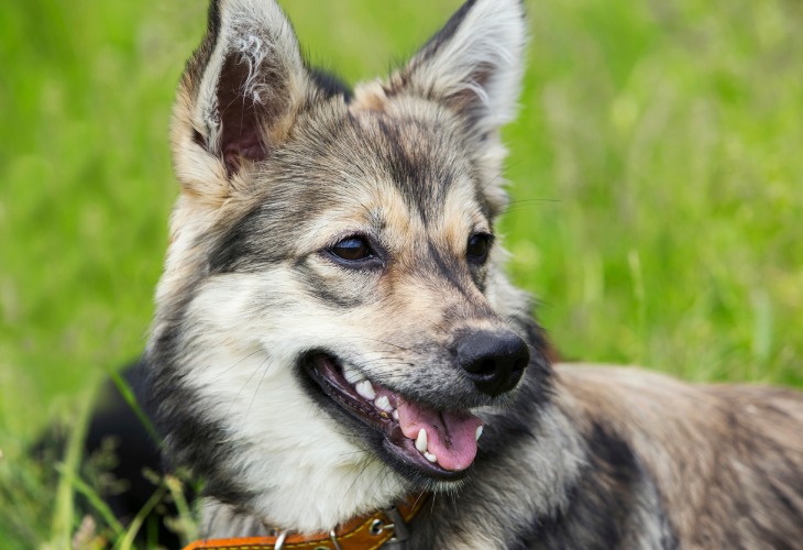 Chien des Goths de l’ouest avec la gueule ouverte