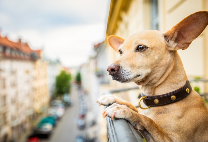 Chien Podenco regard au loin