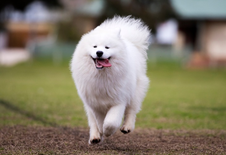 Chien Samoyède heureux qui tire la langue