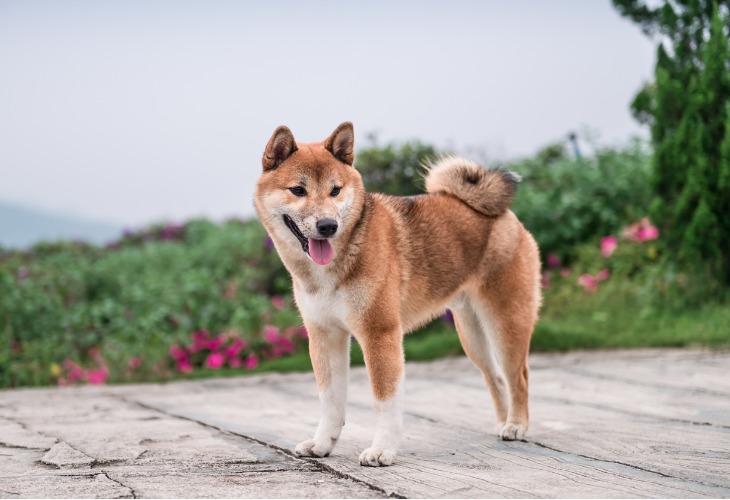 Chien japonais Shiba Inu