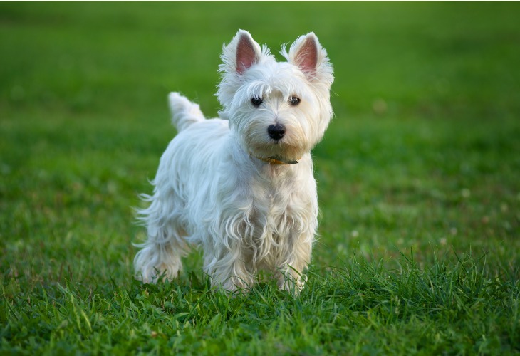 Chien Westie