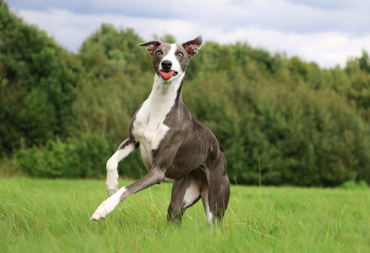 Chien Whippet qui tire la langue