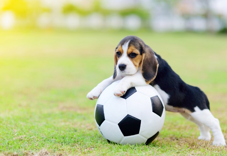 Adorable chiot Beagle sur un ballon de football.