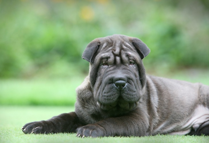 Chiot Shar-Pei à la robe bleue