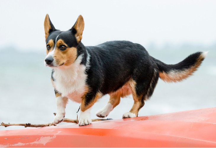 Un Corgi à la plage