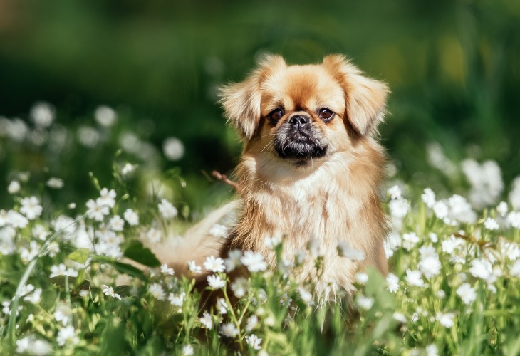 Épagneul Tibétain dans un champ de fleurs