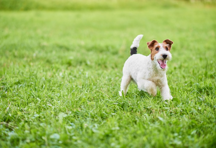 Fox Terrier heureux