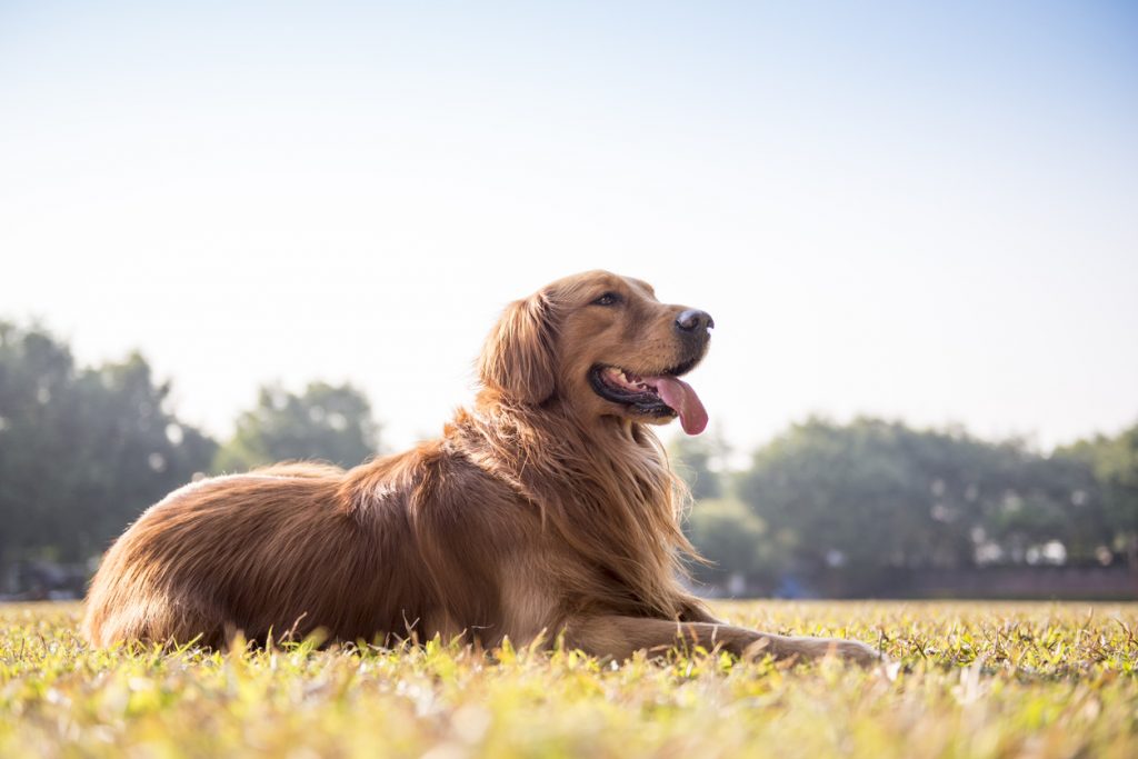 Golden Retriever couleur fauve allongé dans un champ