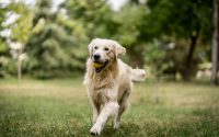 Golden Retriever qui court avec une balle dans la gueule