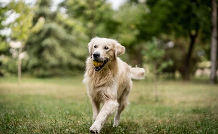 Golden Retriever qui court avec une balle dans la gueule