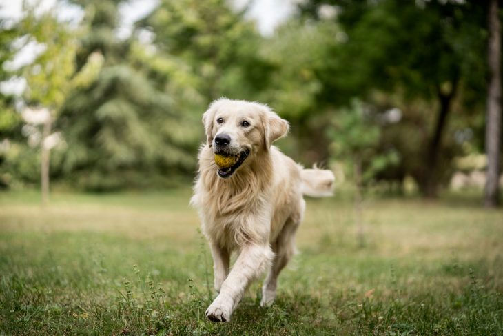 Golden Retriever 15 raisons d'en adopter un Hello Animaux