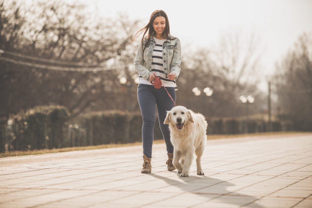 Golden Retriever en promenade