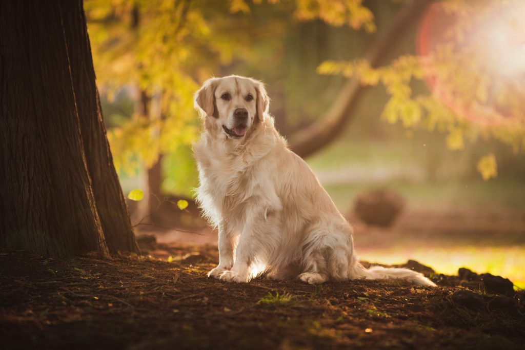 Golden retriever - race de chien