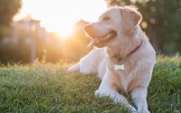 Chien Golden retriever sable allongé dans l'herbe.