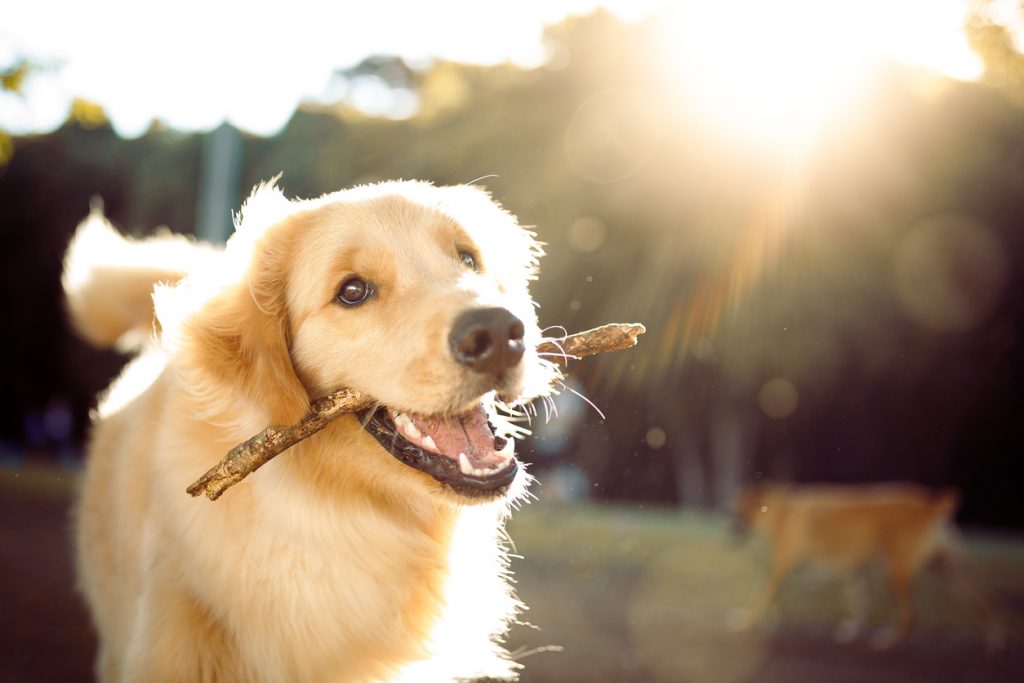 Golden retriever - race de chien