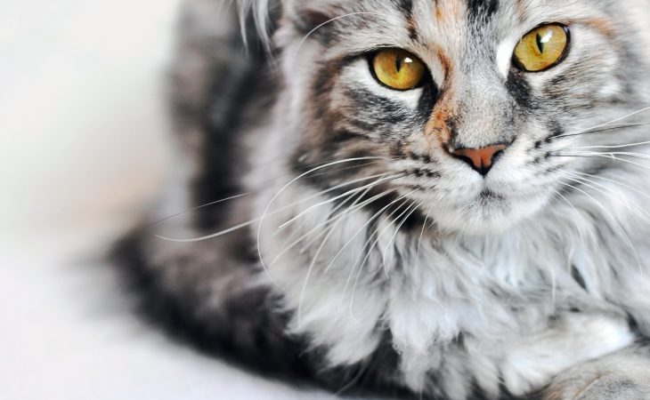 Maine Coon - Race de chat