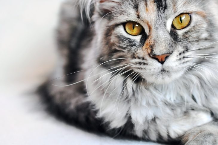 Maine Coon Race De Chat Hello Animaux Maine Coon Race De Chat Hello Animaux