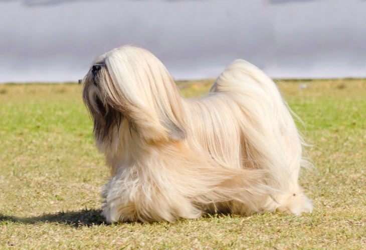 Lhassa Apso