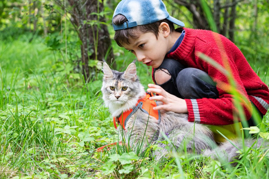 Maine Coon avec un harnais en promenade