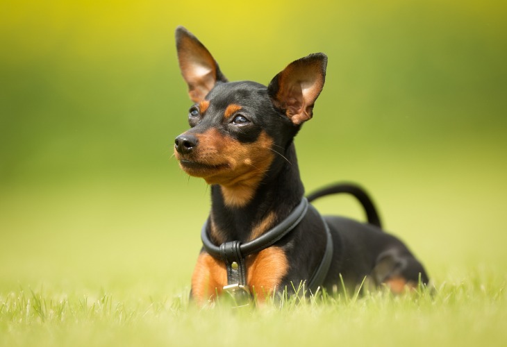 Pinscher nain