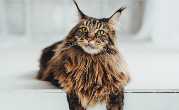 Race de chat Maine Coon