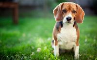 Chien de race Beagle assis dans l'herbe.