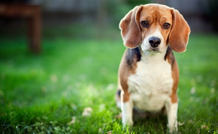 Chien de race Beagle assis dans l'herbe.