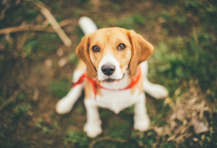 Chien de race Beagle lors d'une balade en forêt.