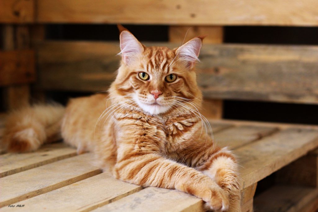 Maine Coon adulte à la robe rousse