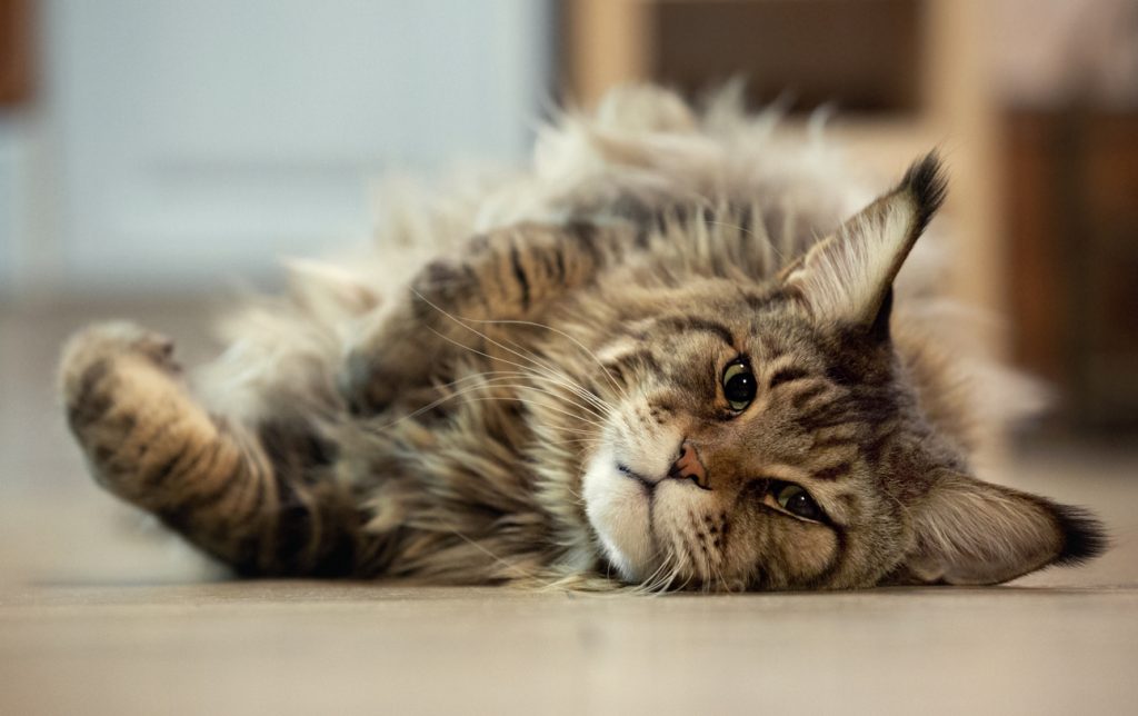 Maine Coon allongé à la robe tabby