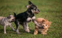 Races de chiens moyens